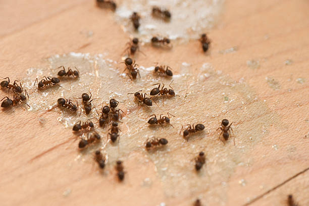 Best Mosquito Control Services  in Portsmouth, NH